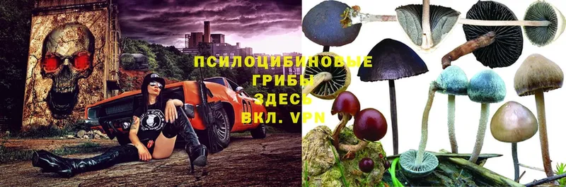 закладка  Бугуруслан  Галлюциногенные грибы прущие грибы 